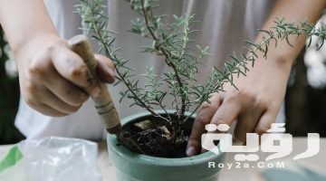 تفسير رؤية شتلات الزرع في المنام