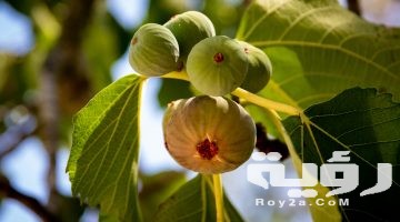 تفسير رؤية شجرة التين في المنام