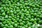 تفسير رؤية البسلة (البازلاء) في المنام 5 تفسير رؤية البسلة (البازلاء) في المنام