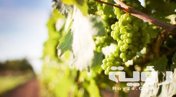 تفسير رؤية شجرة العنب في المنام