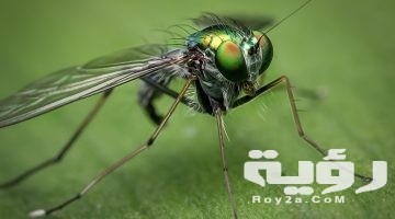 تفسير رؤية الحشرات الطائرة في المنام