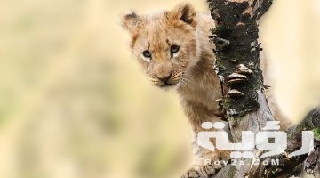 تفسير رؤية شبل الأسد في المنام