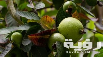 تفسير رؤية شجرة الجوافة في المنام