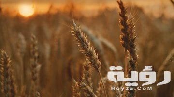 تفسير رؤية سنابل القمح في المنام