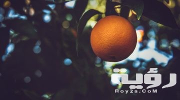 تفسير رؤية شجرة البرتقال في المنام