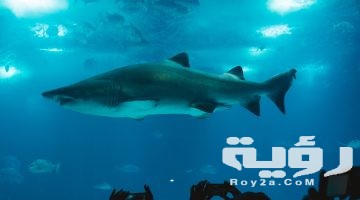 تفسير رؤية سمك القرش في المنام