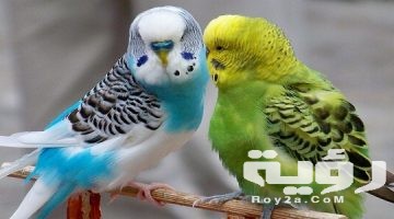 300+ اسماء عصافير كيوت 2026