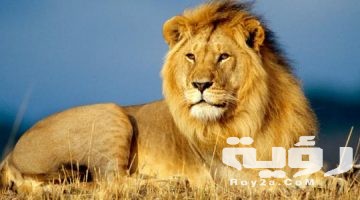 تفسير رؤية الاسد يطاردني في المنام