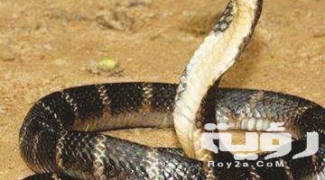 تفسير رؤية الثعبان الكبير في المنام