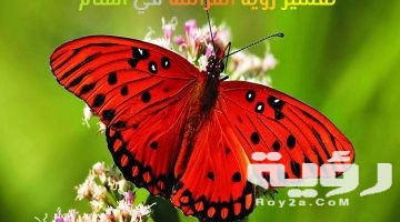 تفسير رؤية يرقة الفراشة في المنام