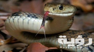 تفسير رؤية الثعبان الاصفر في المنام