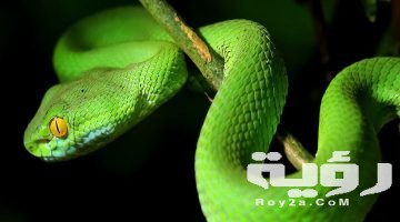 تفسير رؤية الثعبان الصغير في المنام