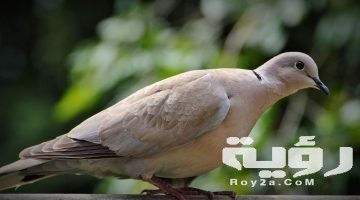 تفسير رؤية اليمامة في المنام