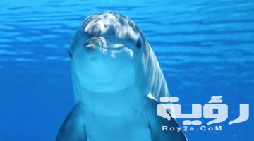 تفسير رؤية سمك الدلفين في المنام