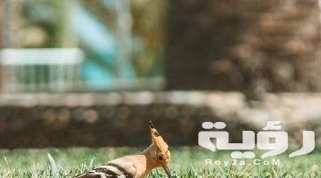 تفسير رؤية الهدهد في المنام