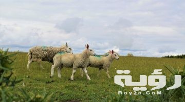 تفسير رؤية ذبح الخروف في المنام