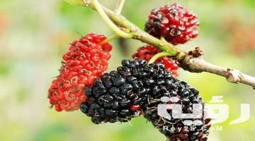 تفسير رؤية اكل التوت في المنام