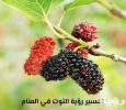 تفسير رؤية اكل التوت في المنام 5 تفسير رؤية اكل التوت في المنام