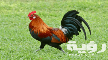 تفسير رؤية أنثى الديك الرومي في المنام