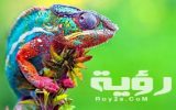 تفسير رؤية الحرباء في المنام