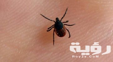 تفسير رؤية القراد في المنام