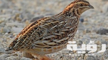 تفسير رؤية السمان في المنام