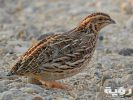 تفسير رؤية السمان في المنام 5 تفسير رؤية السمان في المنام