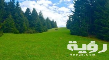 تفسير رؤية الركض في أرض خضراء في المنام
