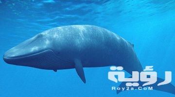 تفسير رؤية الحوت في المنام