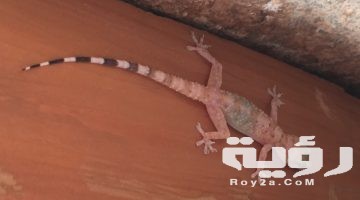 تفسير رؤية البرص في المنام بالتفصيل