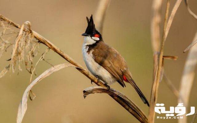 RedwhiskeredBulbulPycnonotusjocosus