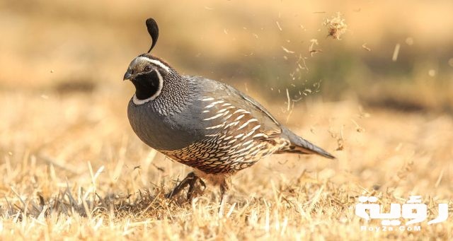 a1 2223 10 california quail rick derevan kk