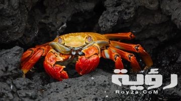 تفسير رؤية السلطعون أو سرطان البحر في المنام