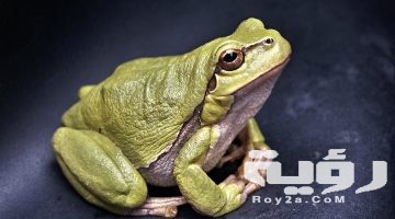 تفسير رؤية الضفدع في البيت في المنام