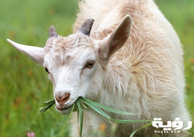 goat lamb little grass 144240