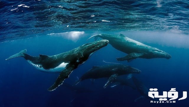 humpback whales
