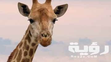 تفسير رؤية الزرافة في المنام