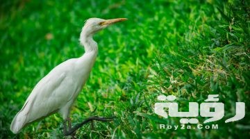 تفسير رؤية أبو قردان في المنام
