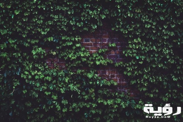 pexels photo 1171719