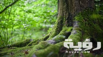 تفسير رؤية الغابة في المنام