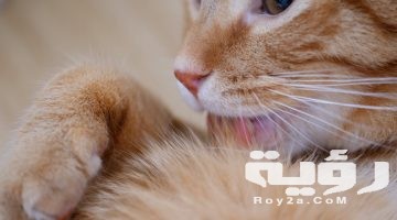 تفسير رؤية قط يهاجمني في المنام
