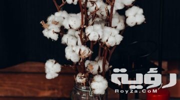 تفسير رؤية القطن في المنام