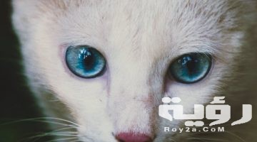 تفسير رؤية القطط السوداء في المنام