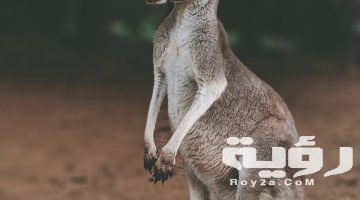 تفسير رؤية الكنغر في المنام
