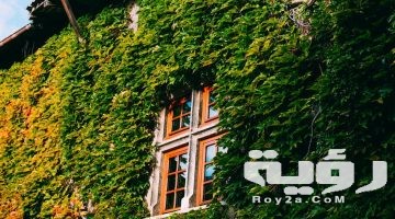 تفسير رؤية اللبلاب في المنام