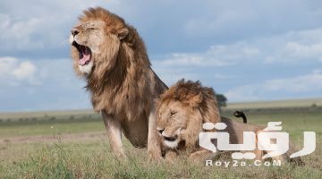 حلمت اني هربت من أسد