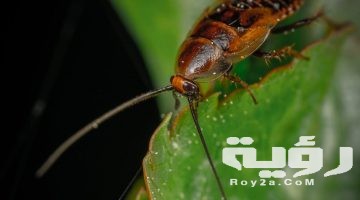 تفسير رؤية الصراصير الكبيرة في المنام