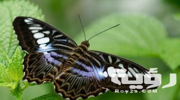 تفسير رؤية الفراشة في المنام
