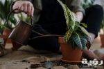 تفسير رؤية الزرع الميت في المنام