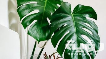تفسير رؤية نبات الزينة في المنام
